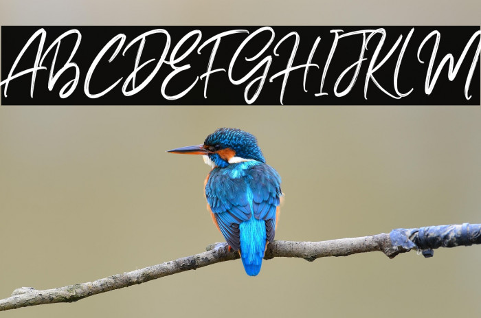 Bella Sweety Example 1