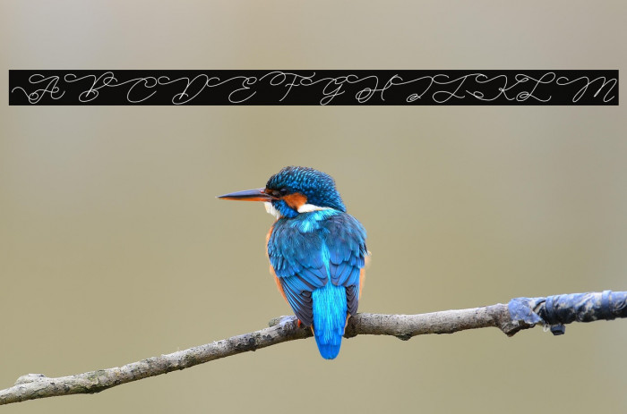 Bella Vista Personal Use Example 1