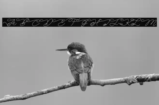 Bella Vista Personal Use Font examples