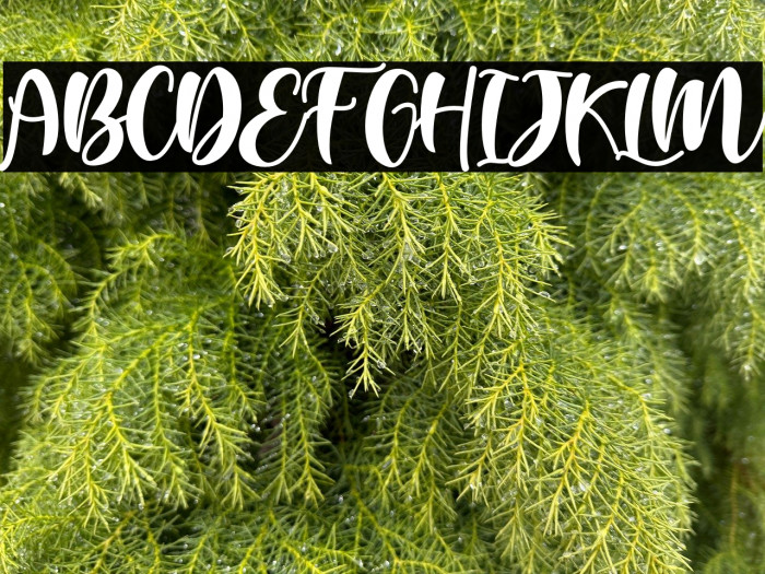 BellaSafira Example 1