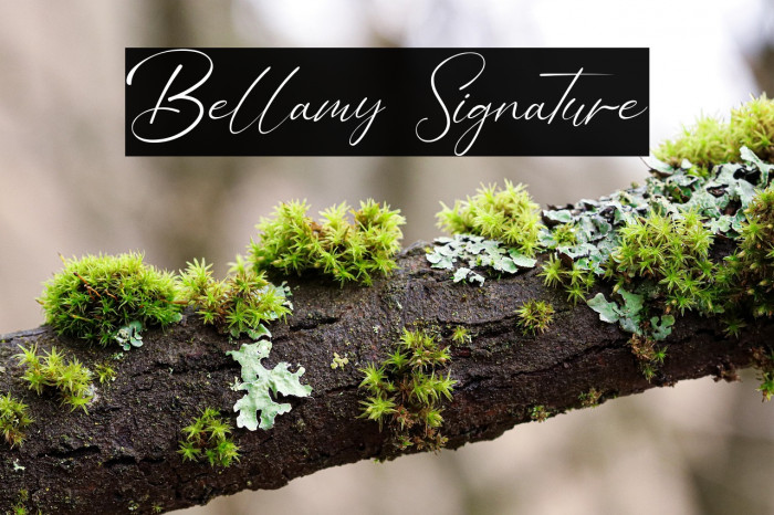 Bellamy Signature Example 1