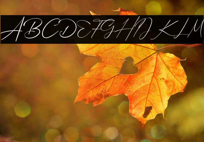 Bellamy Signature Example 1