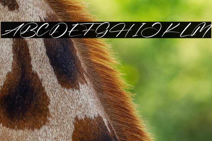 Bellandra Dessert Example 1