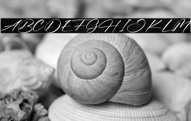 Bellandra Dessert خط examples