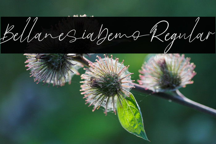 BellanesiaDemoRegular Example 1