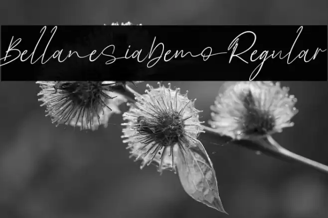 BellanesiaDemoRegular Font examples