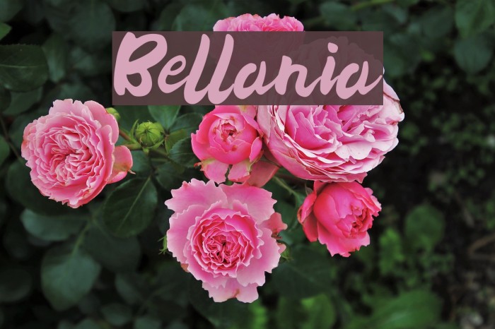 Bellania Font examples