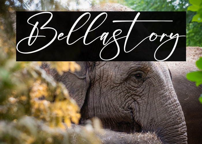 Bellastory Example 2