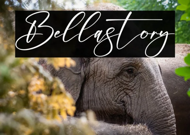 Bellastory Example 2