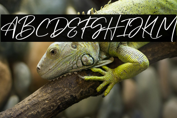 Bellatright PERSONAL USE ONLY! Example 1