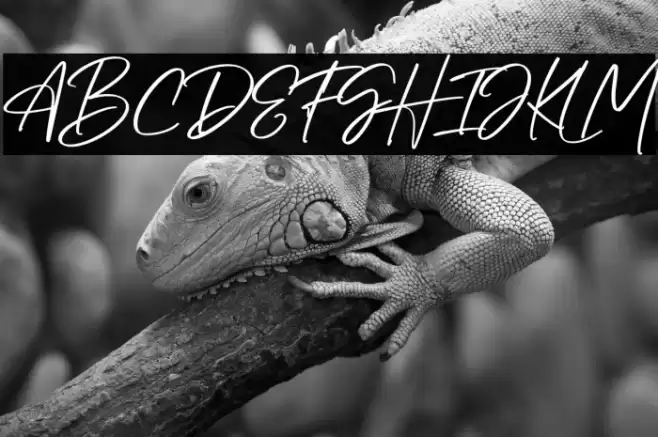 Bellatright PERSONAL USE ONLY! Caratteri examples