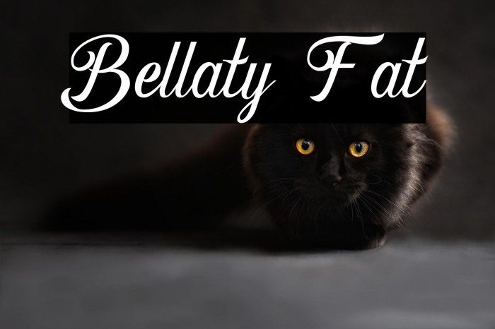 Bellaty Fat Example 2