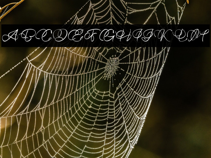 Bellaviesta Example 3