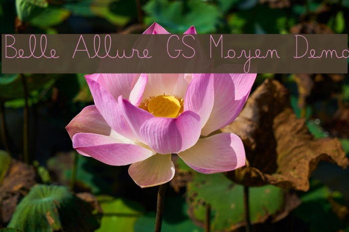 Belle Allure GS Moyen Demo Font examples