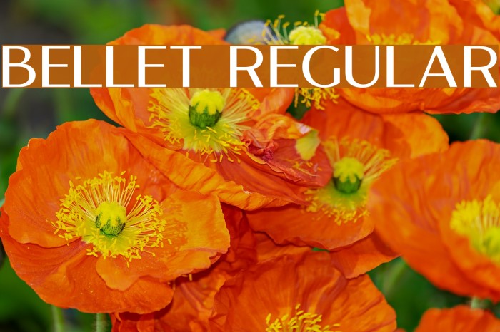 Bellet Regular Example 3