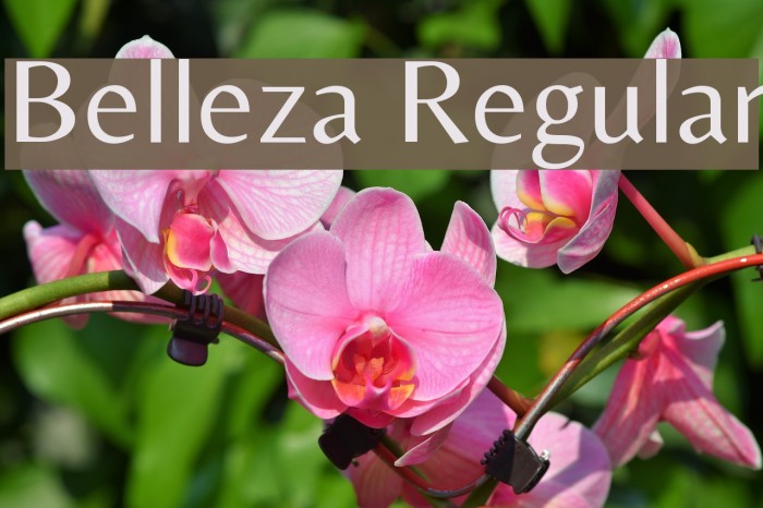 Belleza Regular Font examples