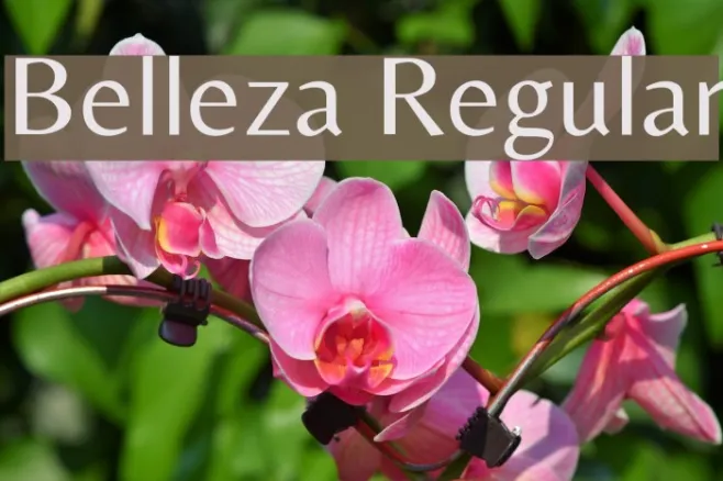 Belleza Regular Example 1