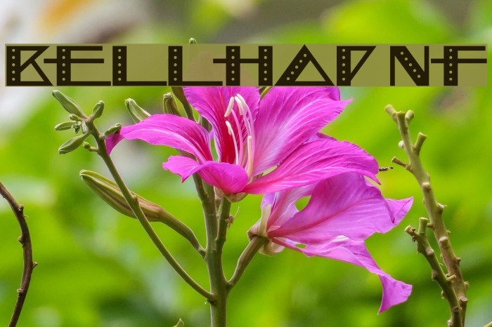 Bellhop NF Schriftart examples