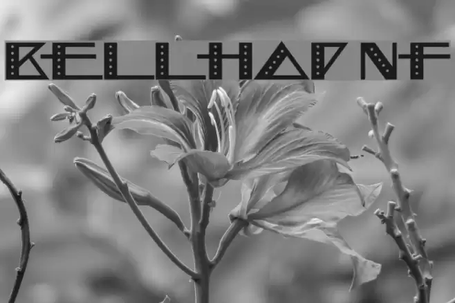 Bellhop NF Schriftart examples
