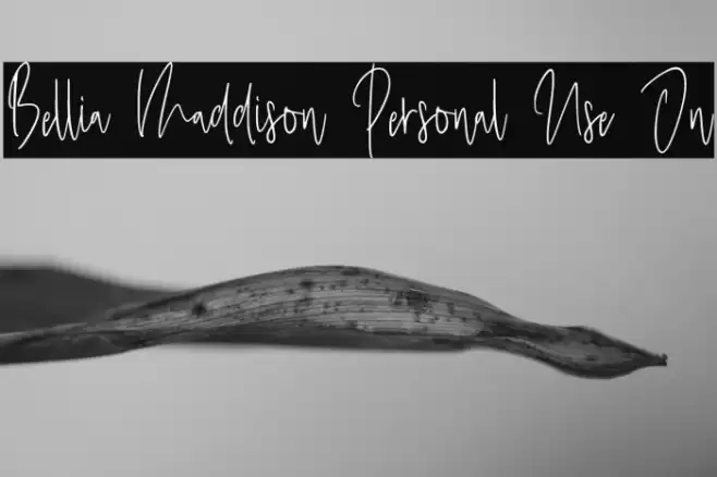 Bellia Maddison Personal Use On Font examples