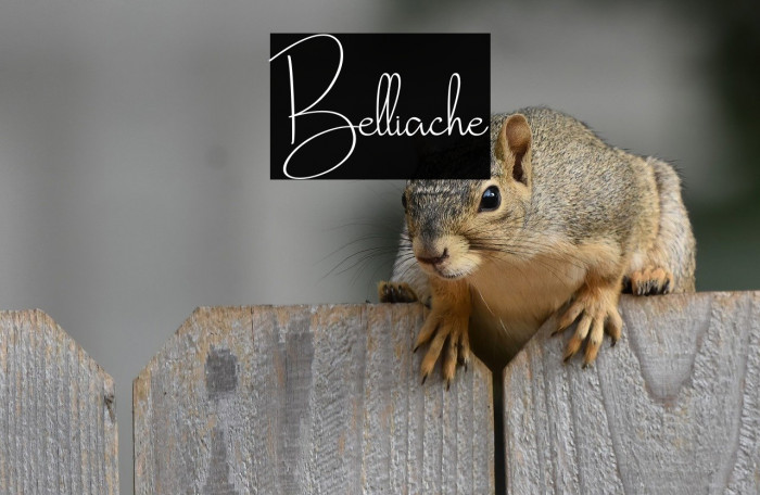Belliache Example 1