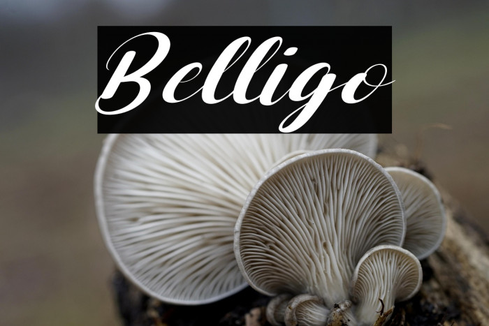 Belligo Example 3