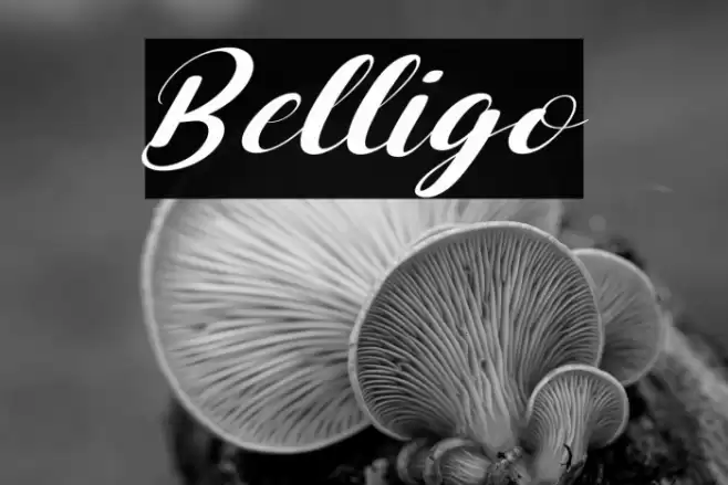 Belligo Font examples