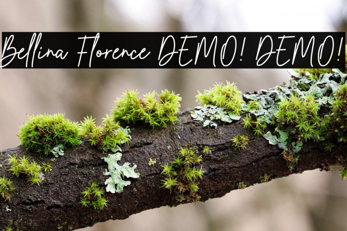 Bellina Florence DEMO! DEMO! Example 1