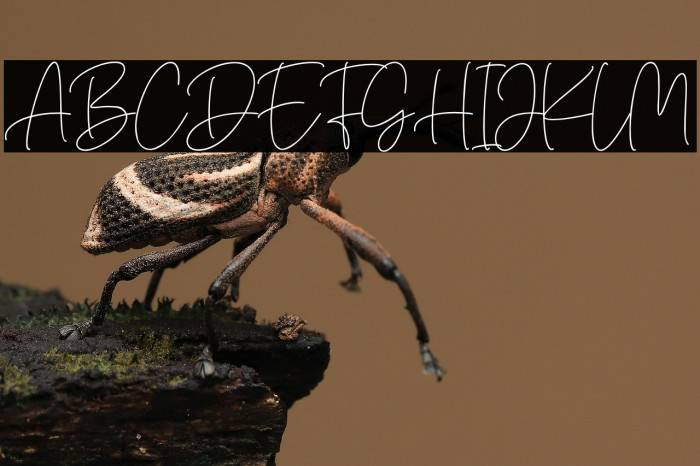 Bellinda Christina Example 2