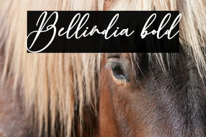Bellindia bold Example 2