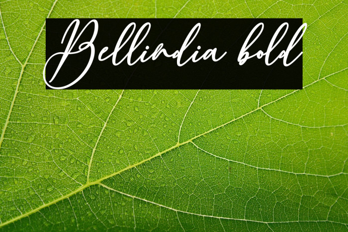 Bellindia bold Example 3