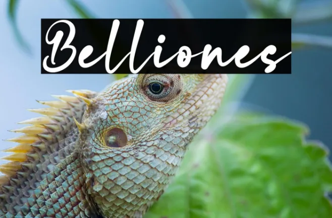 Belliones Example 3