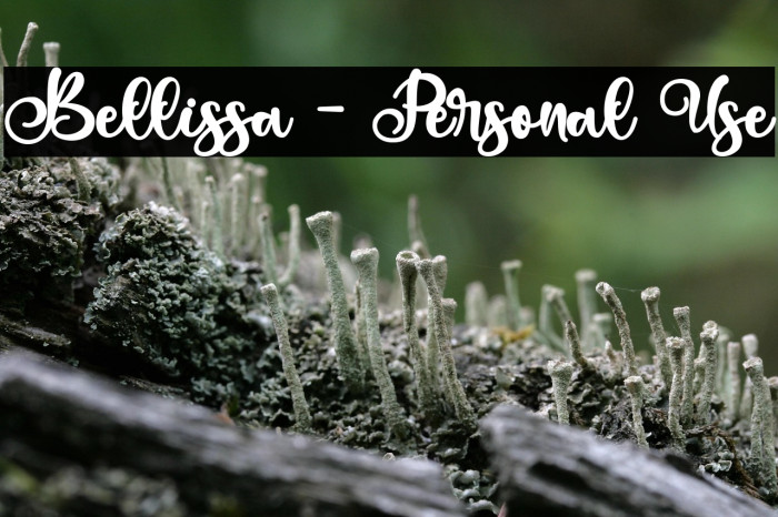 Bellissa - Personal Use Example 3