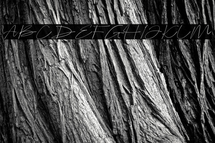 Bellogia Signature Example 1