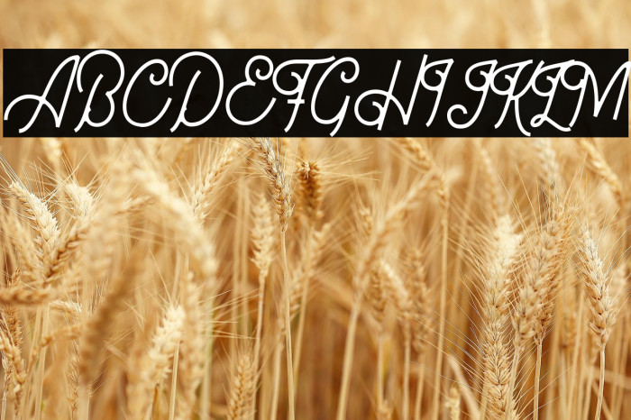 Bellonion DEMO Version Example 1