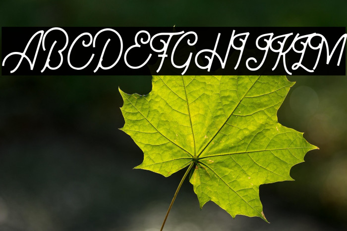 Bellonion DEMO Version Example 2