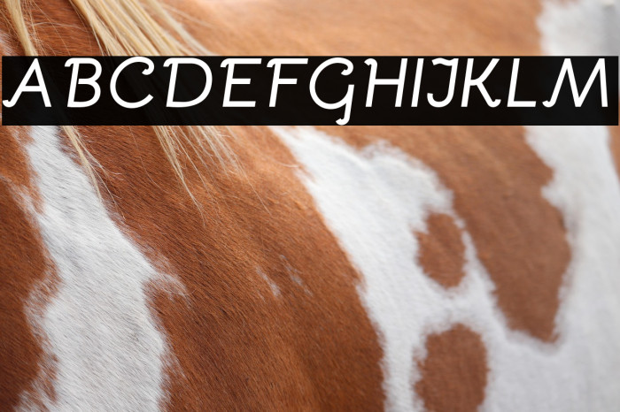 Bellota Bold Italic Example 1