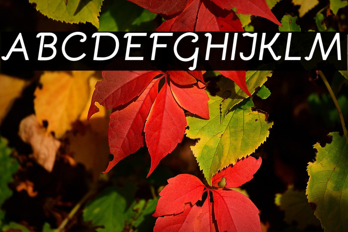 Bellota Bold Italic Example 3