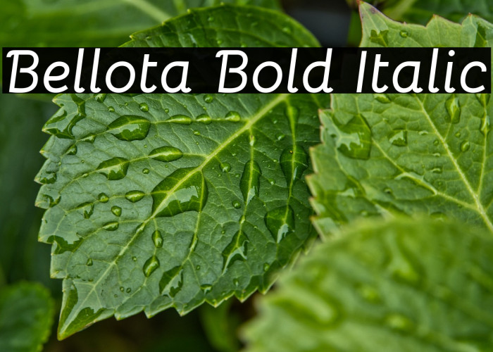 Bellota Bold Italic Fuentes examples