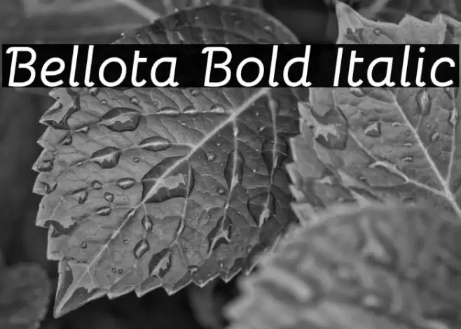 Bellota Bold Italic Fuentes examples