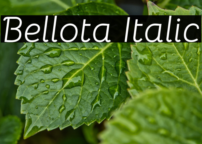 Bellota Italic Font examples