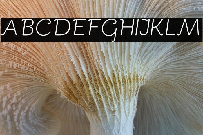 Bellota Light Italic Example 3