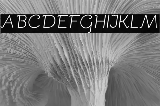 Bellota Light Italic Font examples