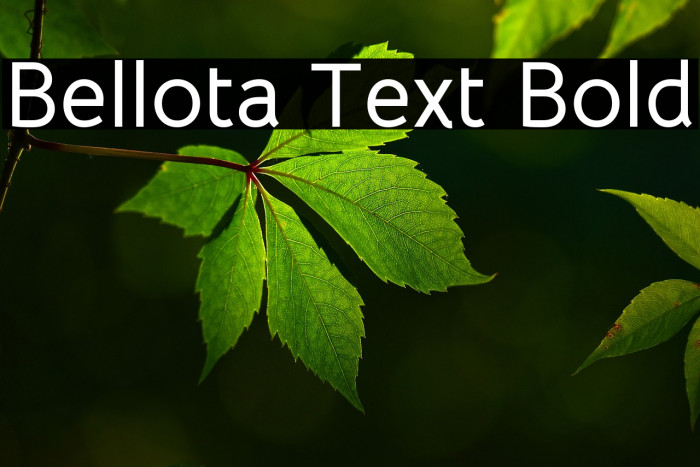 Bellota Text Bold Font examples