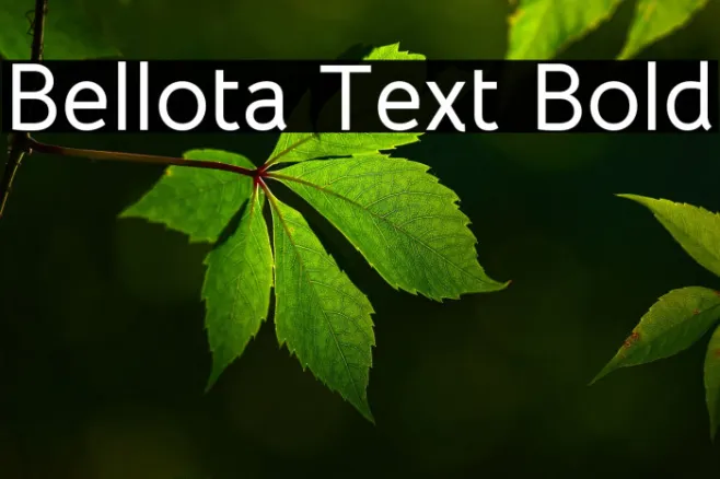 Bellota Text Bold Example 1