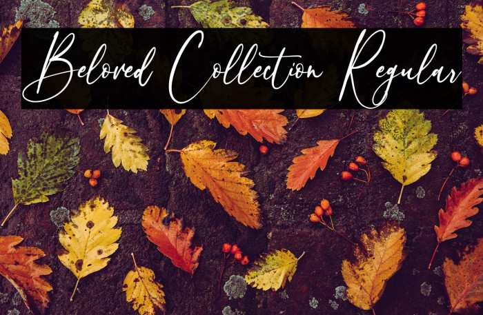 Beloved Collection Regular Example 2