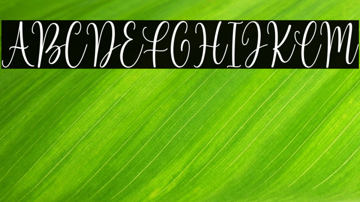 Beloved Matisa Demo Example 3