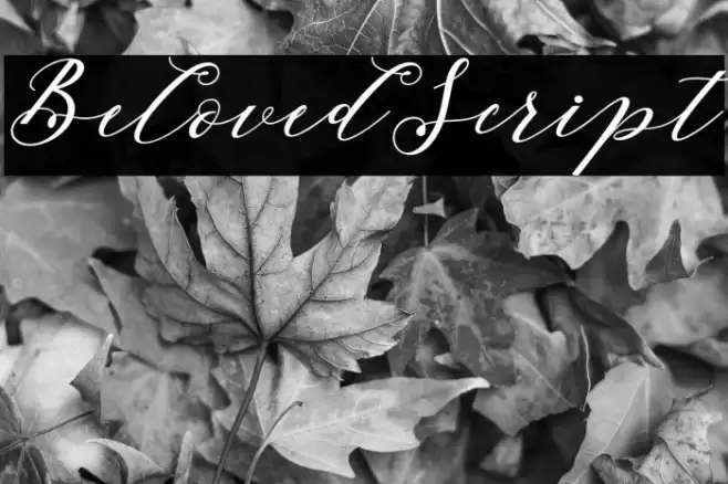 BelovedScript Font examples