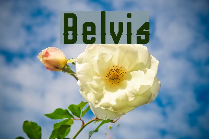 Belvis Font examples