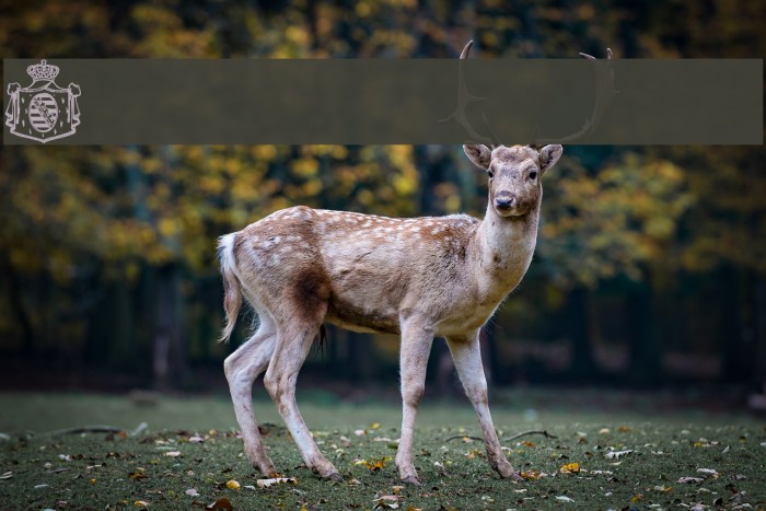 Belwe Vignetten Example 2